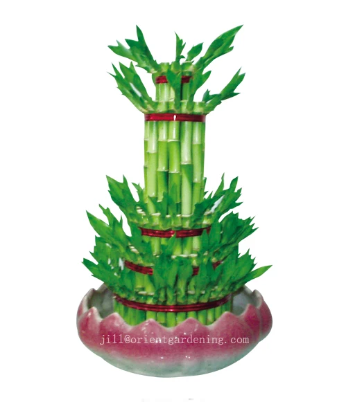 step by step tower high quality lucky bamboo