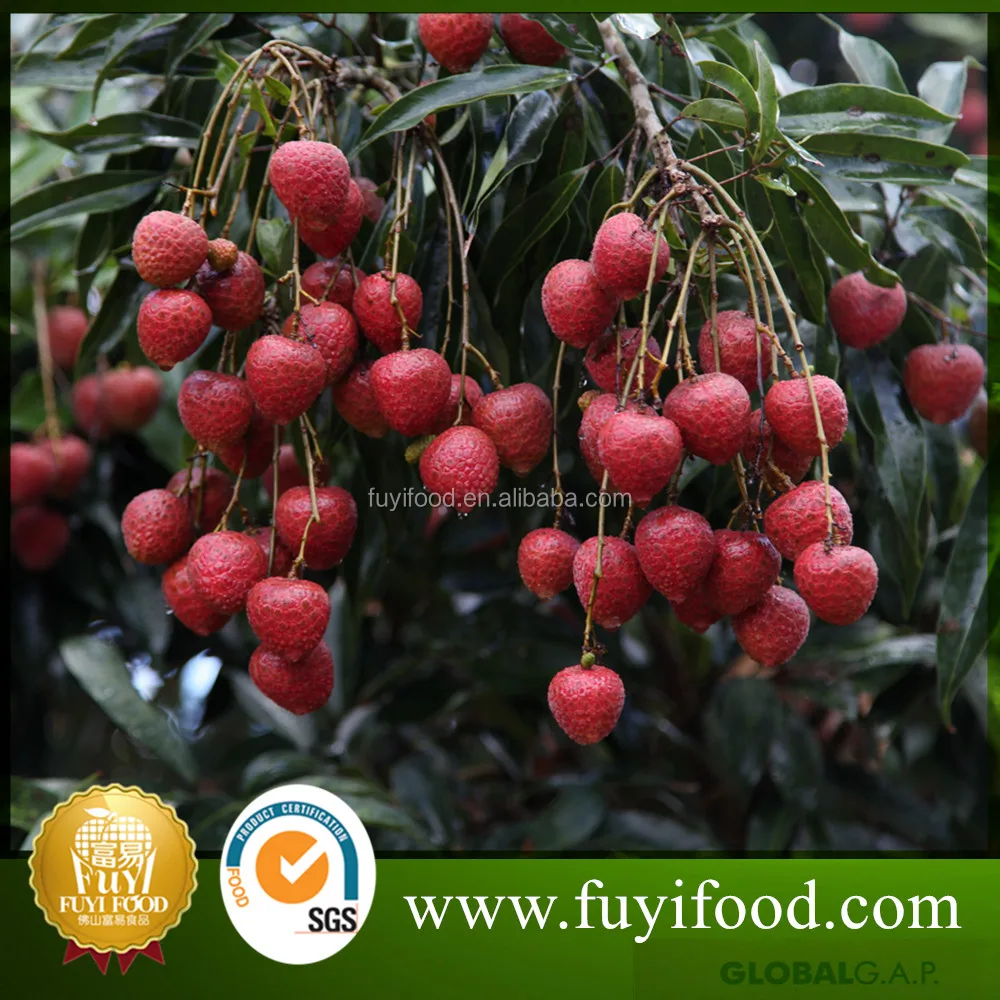 Fresh Litchi Lizhi Chinese fruit for export pass Global Gap