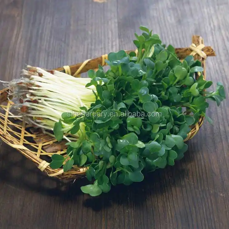 2021 Delicious Microgreens MS NO.16 Microgreen Seeds, Organic Radish Seeds For Germination