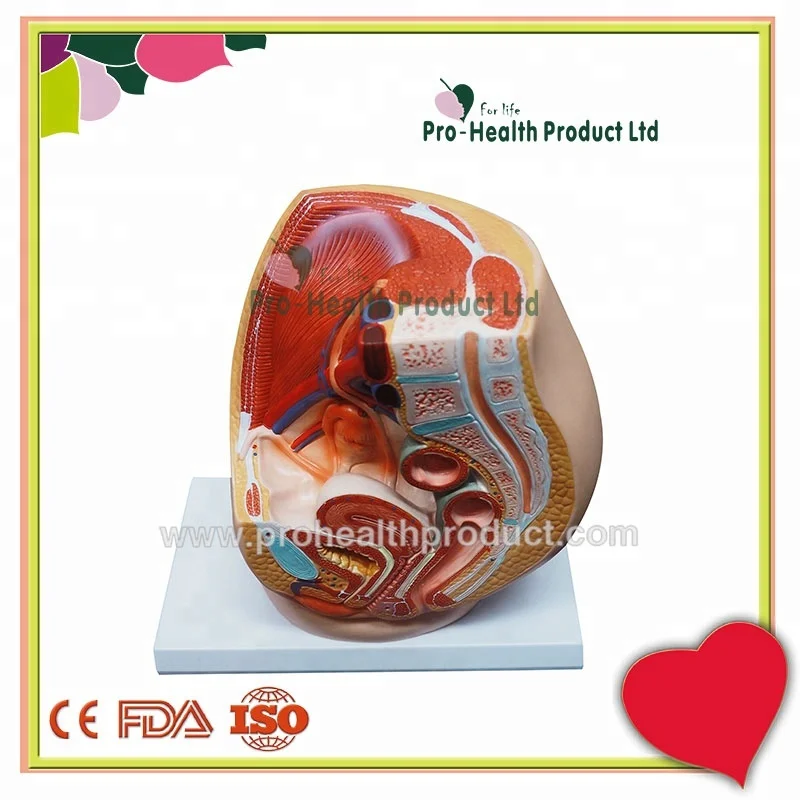 1:1 Female Genital Urinary System Pelvis Model