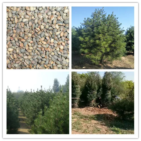 
Bai Pi Song Chinese High Sprouting White Bark Pine Seeds / Pinus bungeana Seeds 