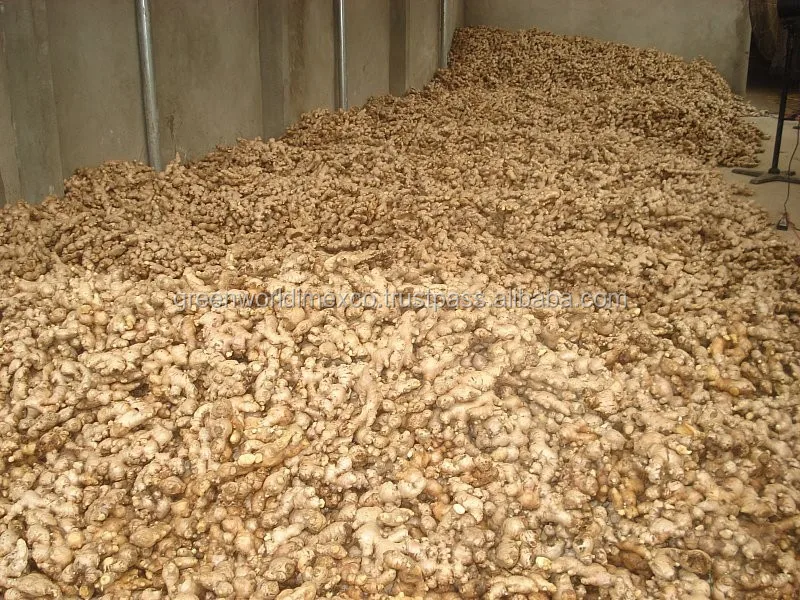 Оптовая продажа-свежий имбирь из Вьетнама