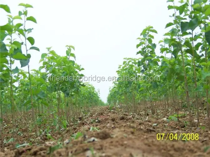 Разновидности саженцев фруктовых деревьев груши из китайской фермы по низкой цене на продажу