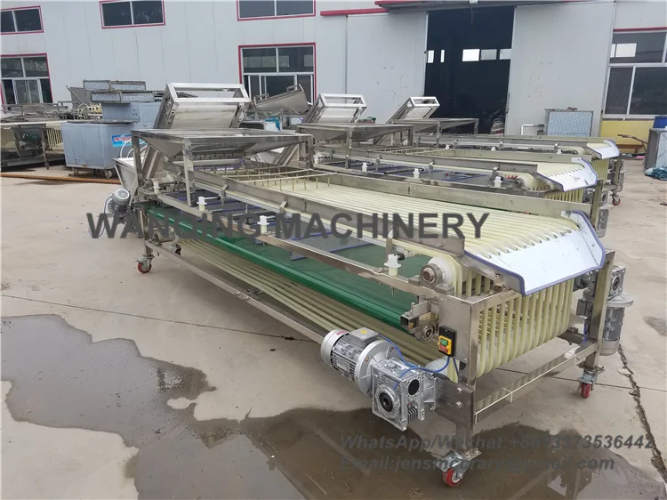 Sizing Machine 5 grades available for sorting medjool dates jujube plums Track fruit grader