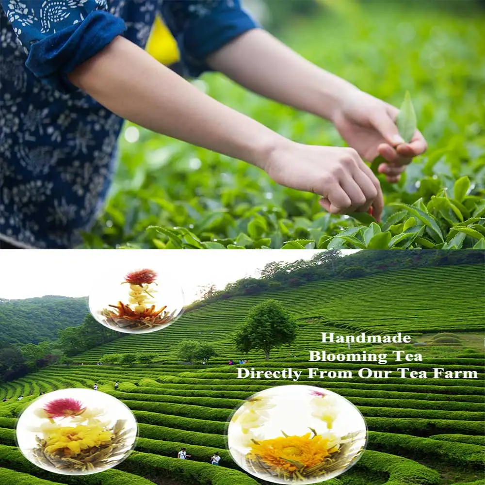 Лучший цветочный чай Huang Jia Bai He Royal Lily Flower