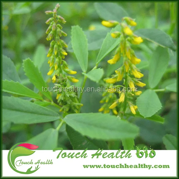 2021 Melilotus suaveolens seeds/Melilotus albus seeds/forage grass seeds