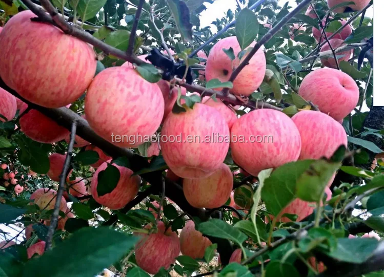 
yantai fresh fruit apple,2016 new crop good taste red apple 