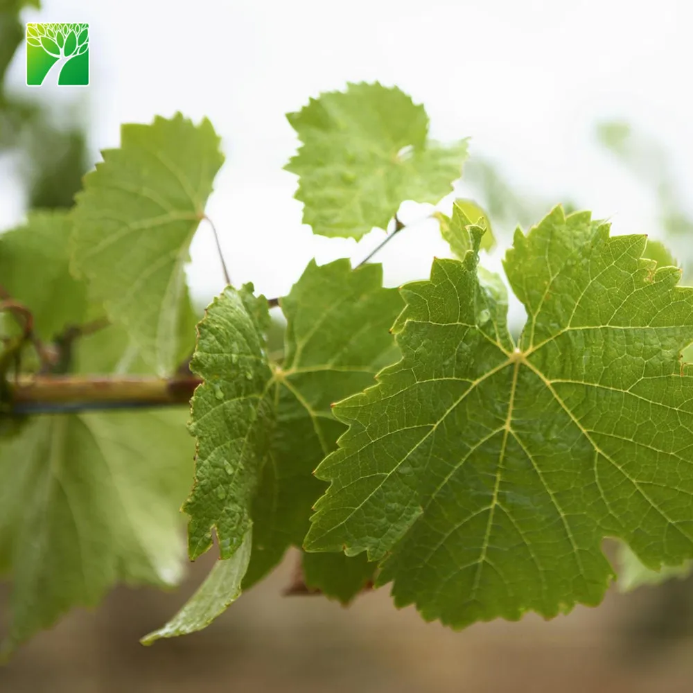 Саженцы красного винограда Vitis vinifera suffolk высотой 15-20 футов
