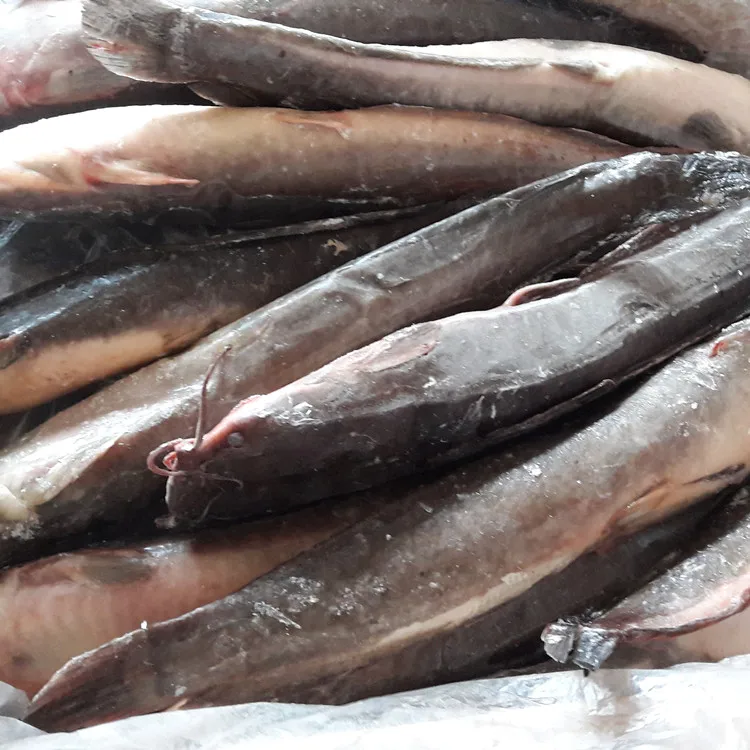 
chinese seafood factory wr black catfish fish for african market 