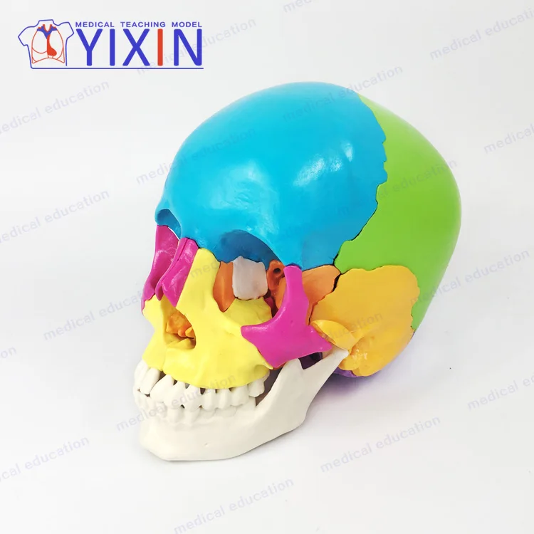 
Skull colorseparation model skull anatomical model detachable 22 part skull mold 