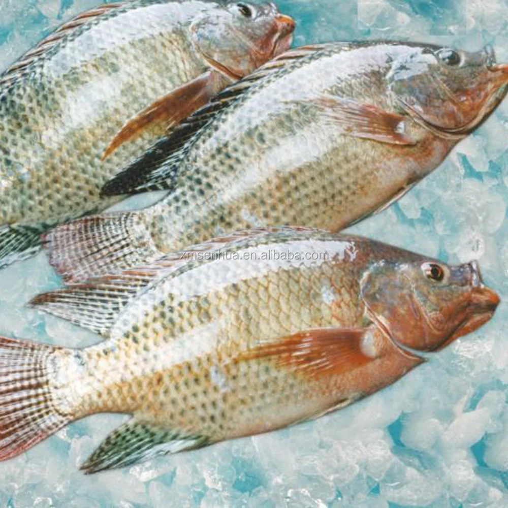Chinese frozen tilapia fish for Congo tilapia distributors