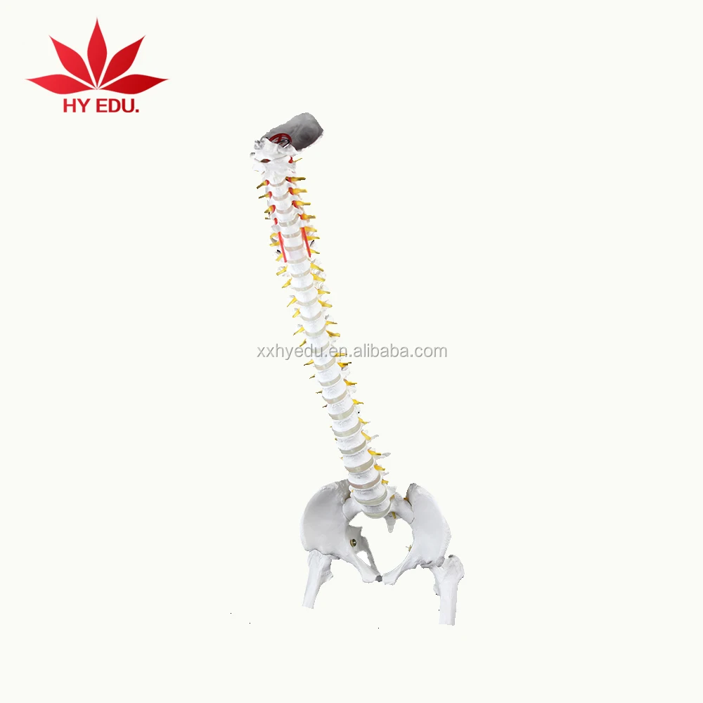 medical anatomical human life size vertebral column spine model for Education Supplies