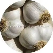 100% Pure Organic Fresh High Quality Garlic Essential Oil