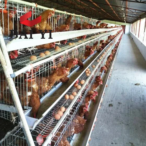 Agricultural Equipment Design Layer Chicken Cages,bird Laying Hens Cheap Chicken Coops, Poultry Chicken Cage for Sal