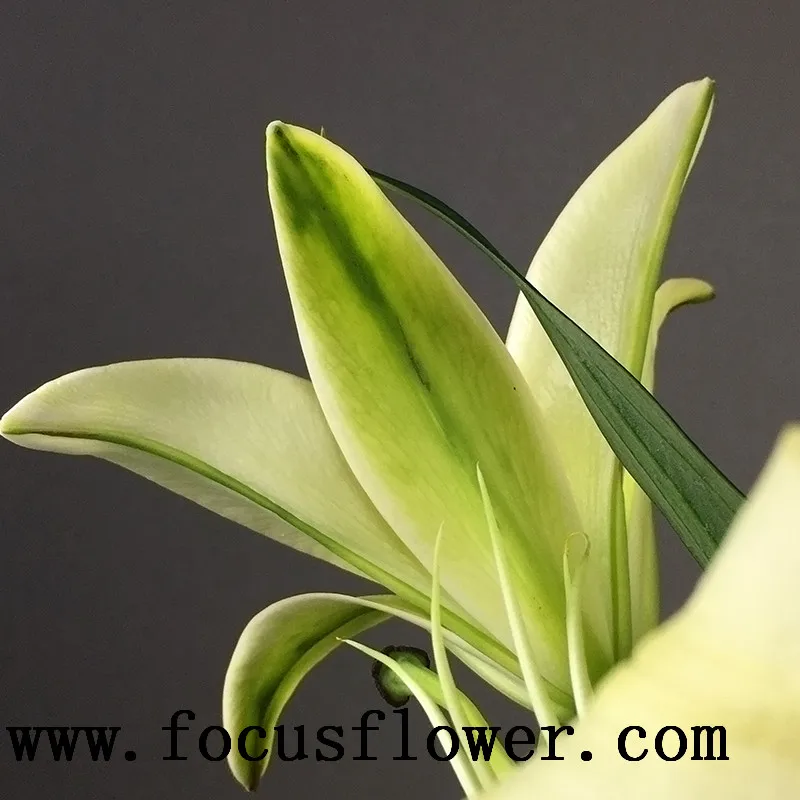 Душистый аромат сумасшедший продажа свежесрезанных цветов желтый король лилии с высоким качеством из китая