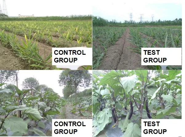 
manufacturer selling harpin protein 3% - 3.3% , improve plant immunity and anti-stress 