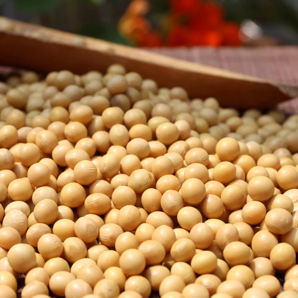 Природные растительные соевых бобов спецификации с хорошим качеством