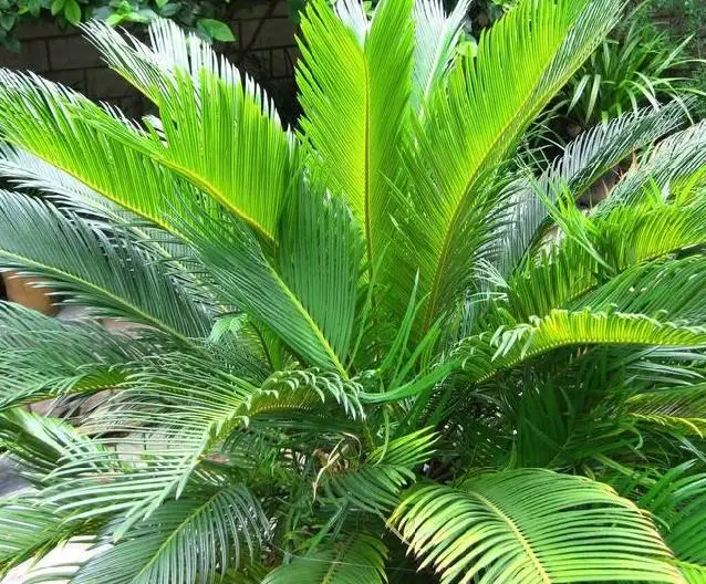 
 Цикас революционный среднего размера  