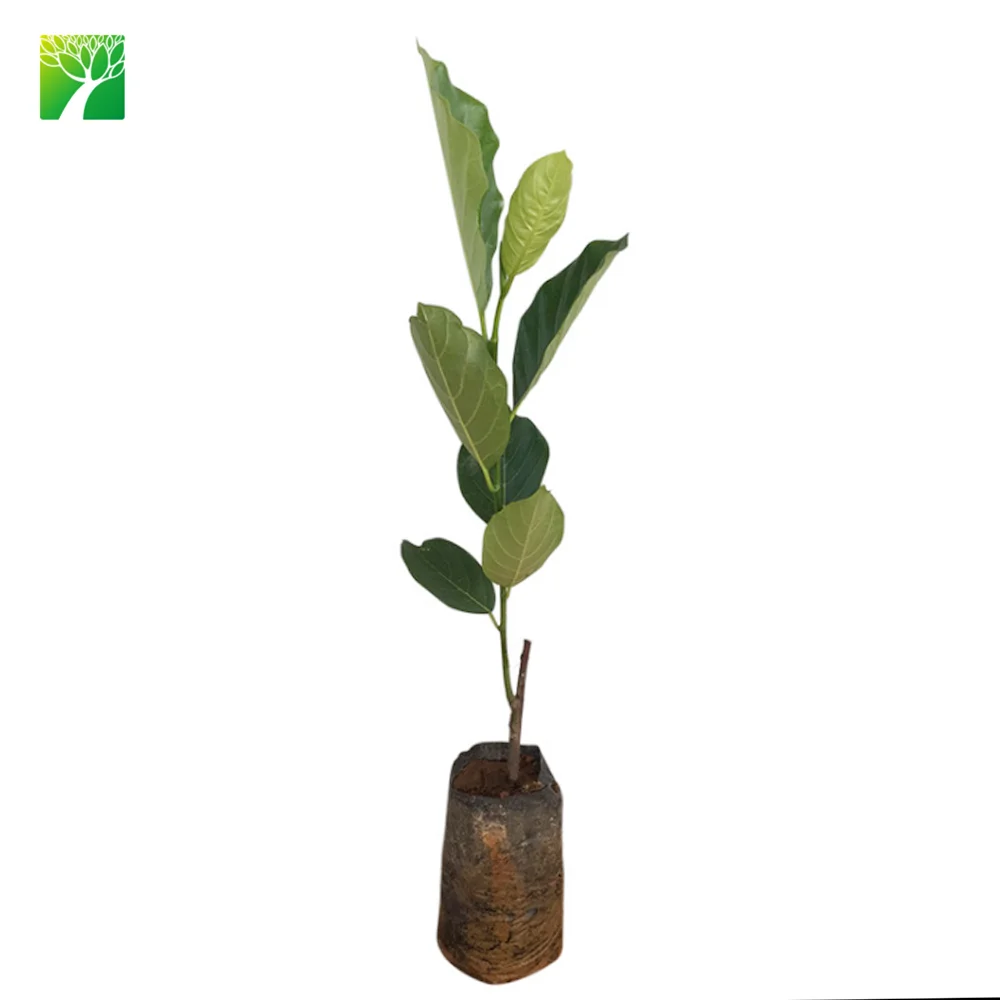 
 Сладкий ароматизатор Artocarpus heterophyllus jackfruit саженцы фруктов по низкой цене  