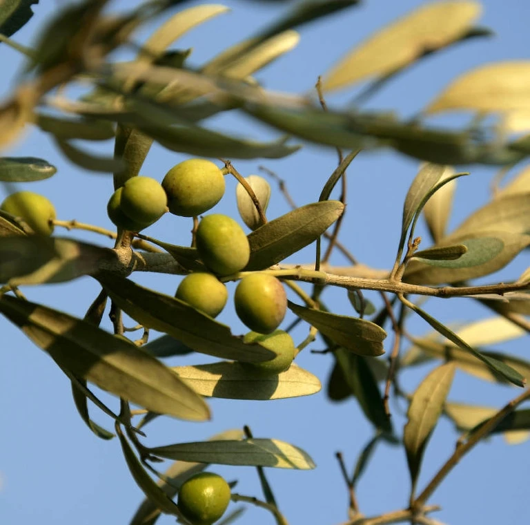 High yield Canarium album tree seedlings hot sale