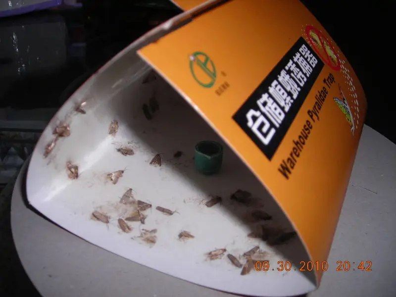 Нетоксичная приманка феромона для приманки насекомых