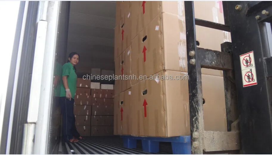 
spiral lucky bamboo, DRACAENA SANDERIANA, aquatic feng shui plants nursery garden decoration 