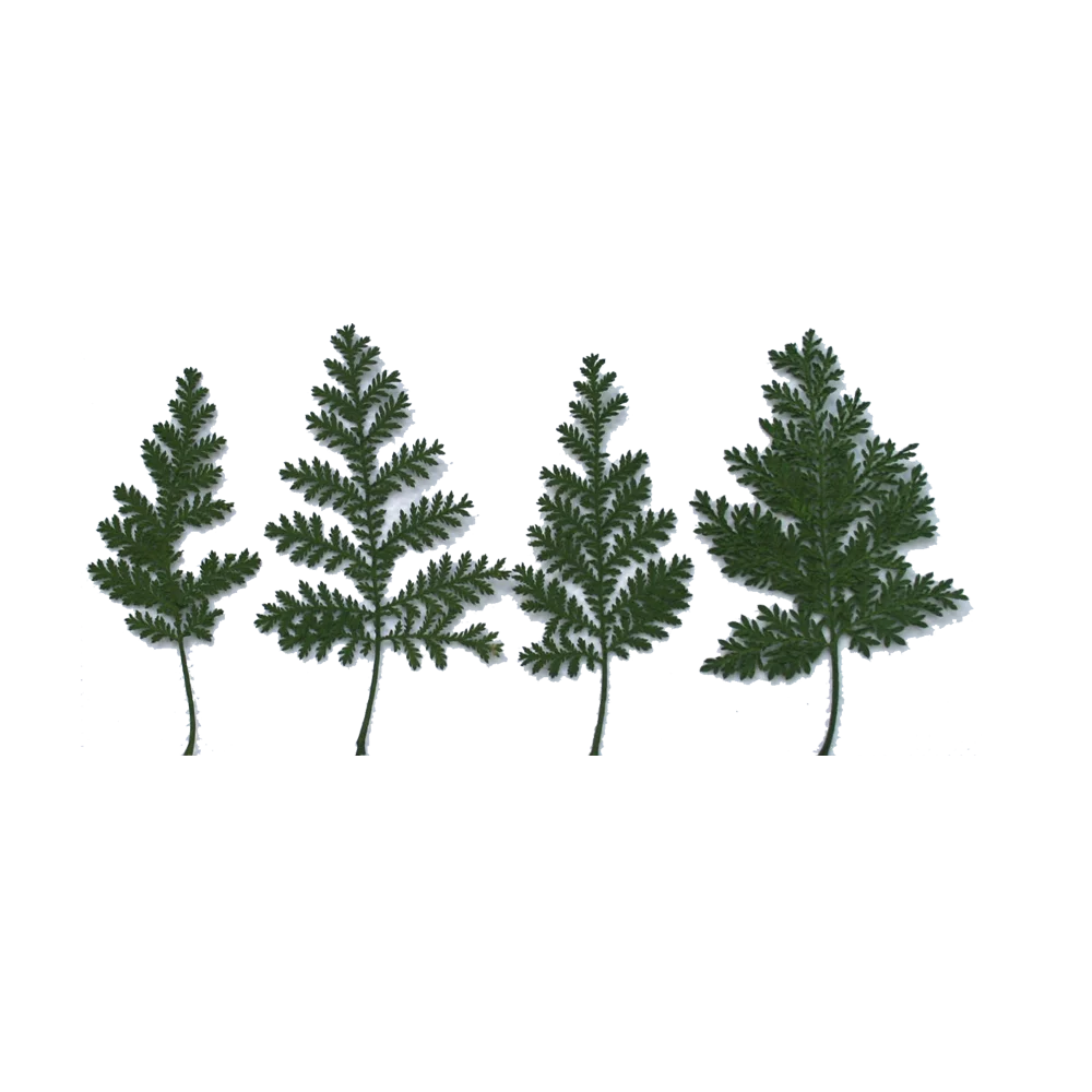 Multi Pressed Dried Flower, Rose, Hydrangea, Babesbreath, Artemisia, Lace Flower