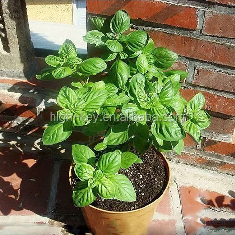 
S016 tian luo le Italian Sweet Basil 