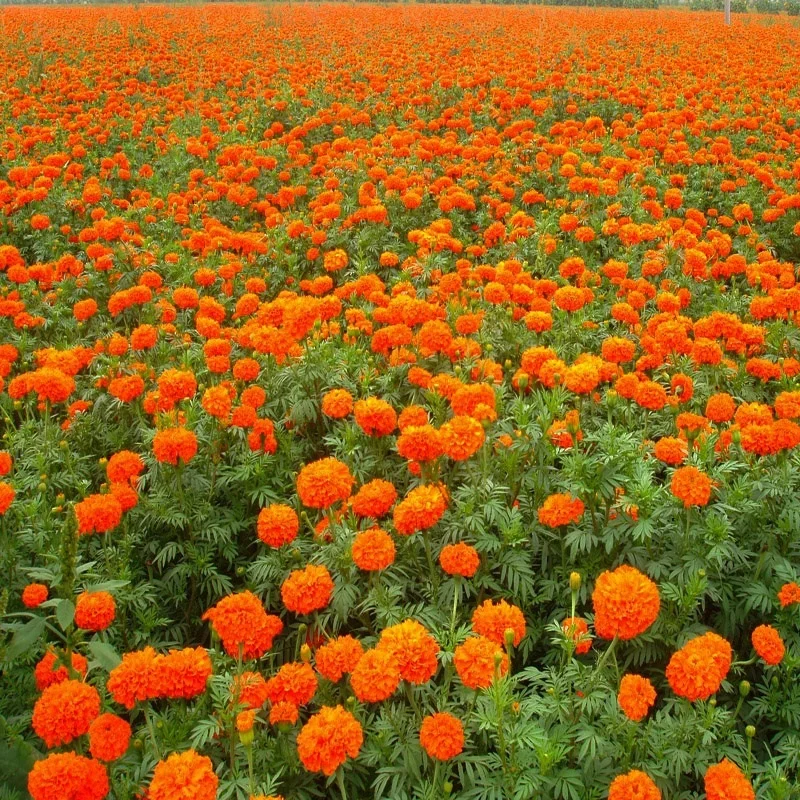 Hybrid Lutein marigold seeds tagetes seeds for planting