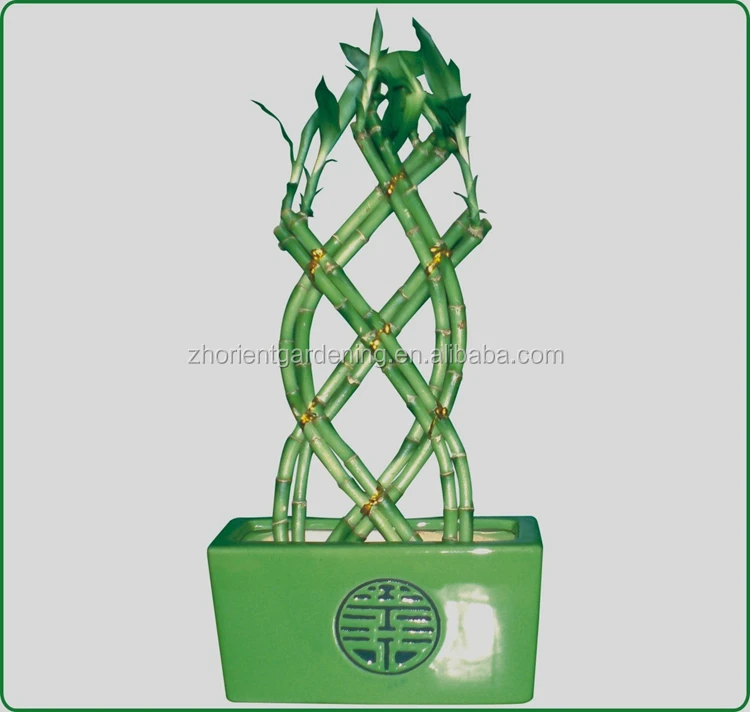 
18 stems braided bonsai tree dracaena sanderiana 