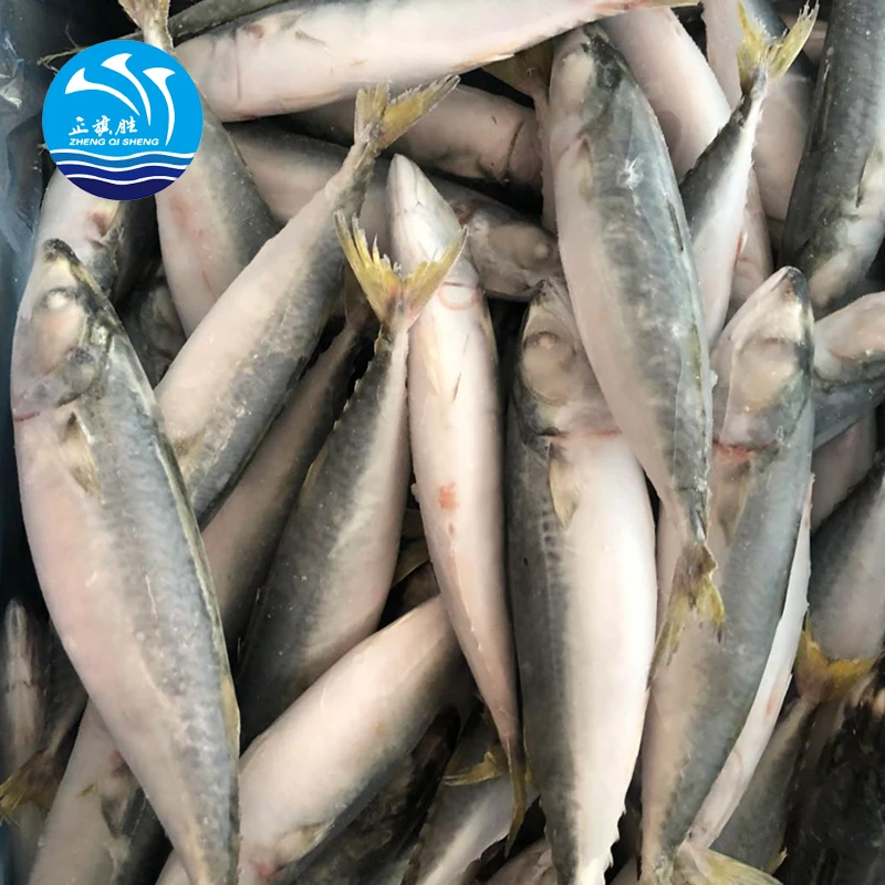 Для продажи Scomber Scombrus Atlantic Mackerel