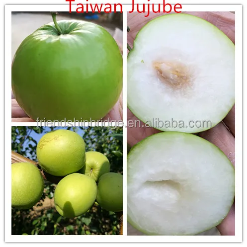 
Taiwan super sweet big green Jujube Seedlings 