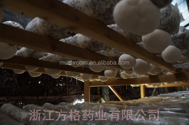 Львиная Грива экстракт гриба (полисахарид)