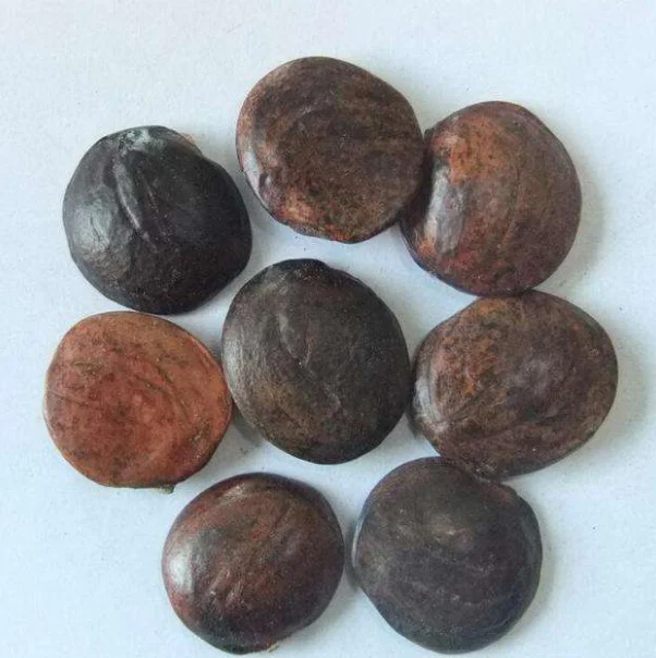 
Wisteria sinensis seed Wisteria floribunda Seeds for Growing 