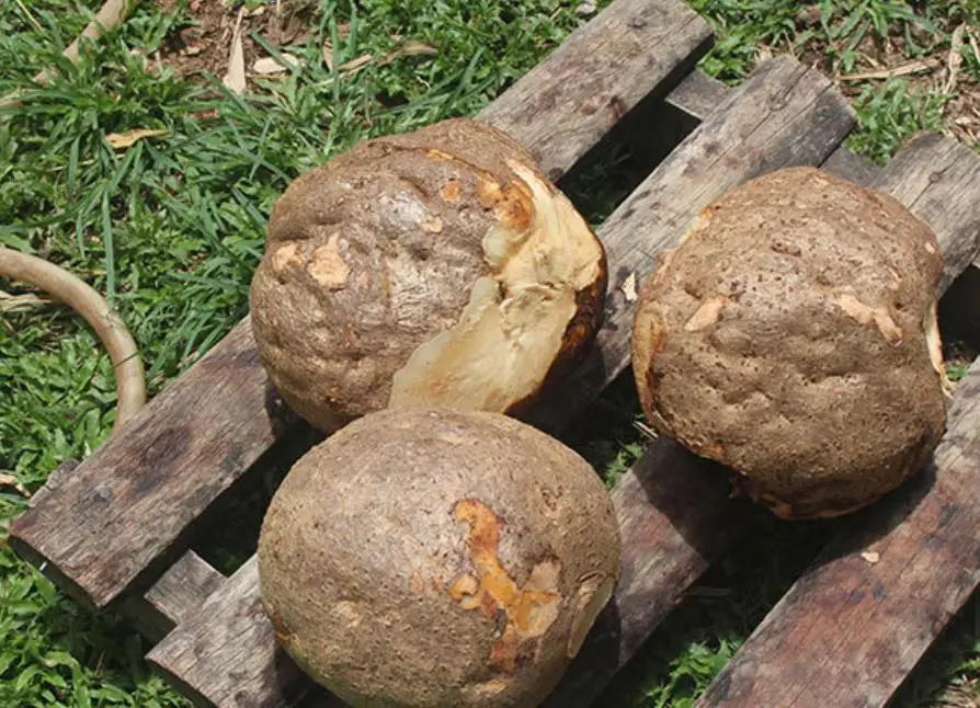 Hotsale raw dried kwao krua root slices kwao kreu for tea