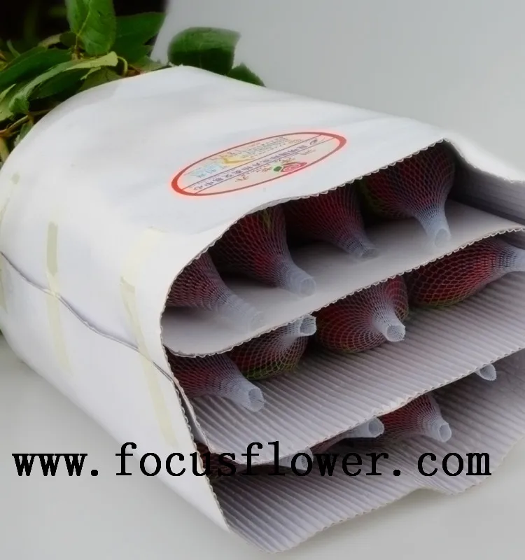 Рекламные кении роза цена жасмин цветок Карола в хорошем качестве из провинции юньнань