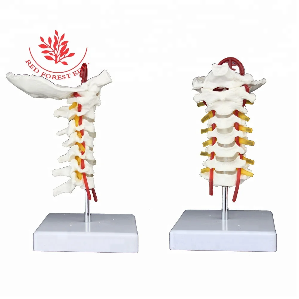 Натуральный размер, 7 частей шейного позвонка, 3 типа позвоночника