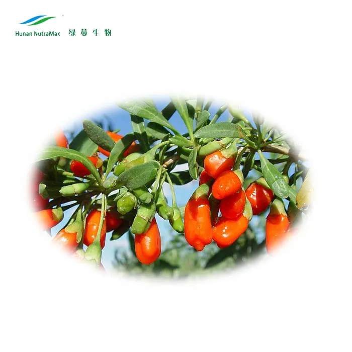 Ягодный порошок сока ягоды годжи для здорового питания