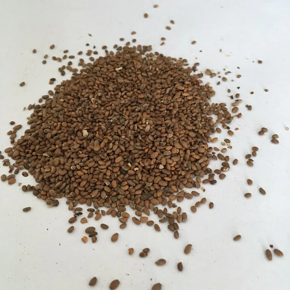 
S616 Mi Hou Tao Best Price tropical Planting Kiwi Tree Fruit Seeds 