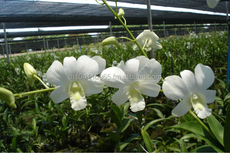 
Wholesale Fresh Dendrobium Big White Thai Orchid Cut Flower - Premium Quality @ Best Price Try us!! 