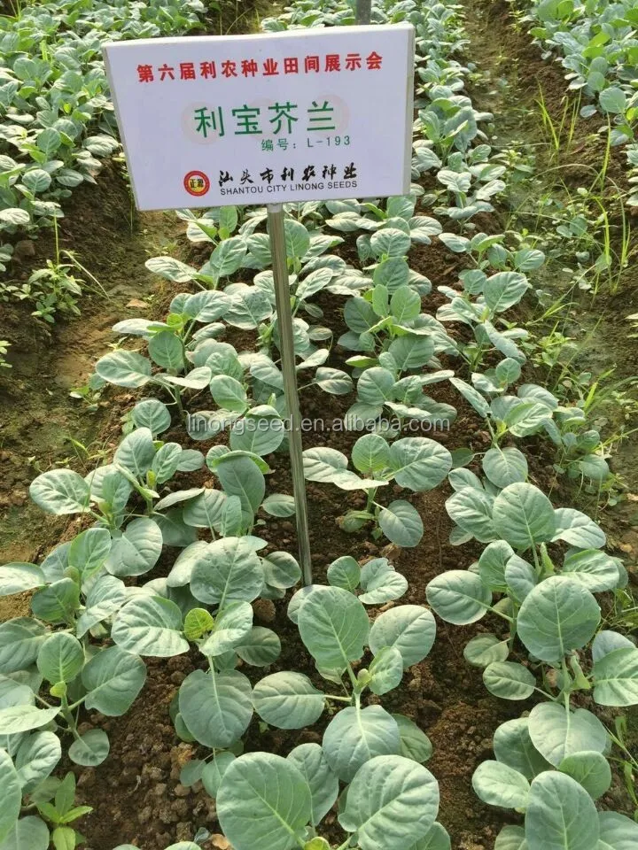 Китайский kailan хорошо прорастание семян