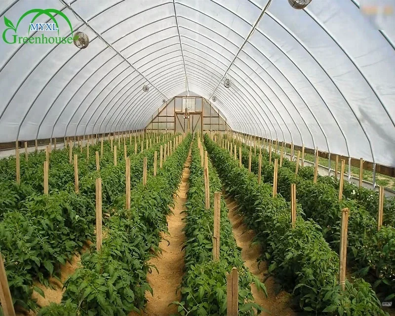 MYXL High Quality Anti-drip Plastic Film Cover Green Houses for Agriculture Production