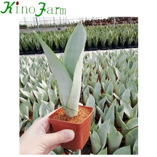 Moonshine Sansevieria