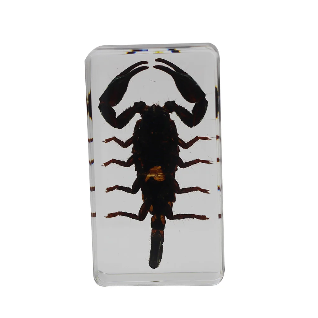 Taxidermy Collection Biological education real insect in resin spider specimen scorpion
