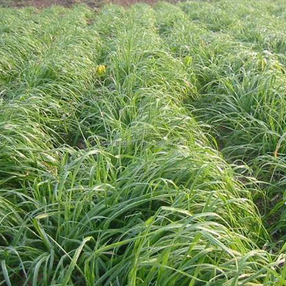 2021 высокое качество Festuca brevipila Трейси семена газон семена газонной травы