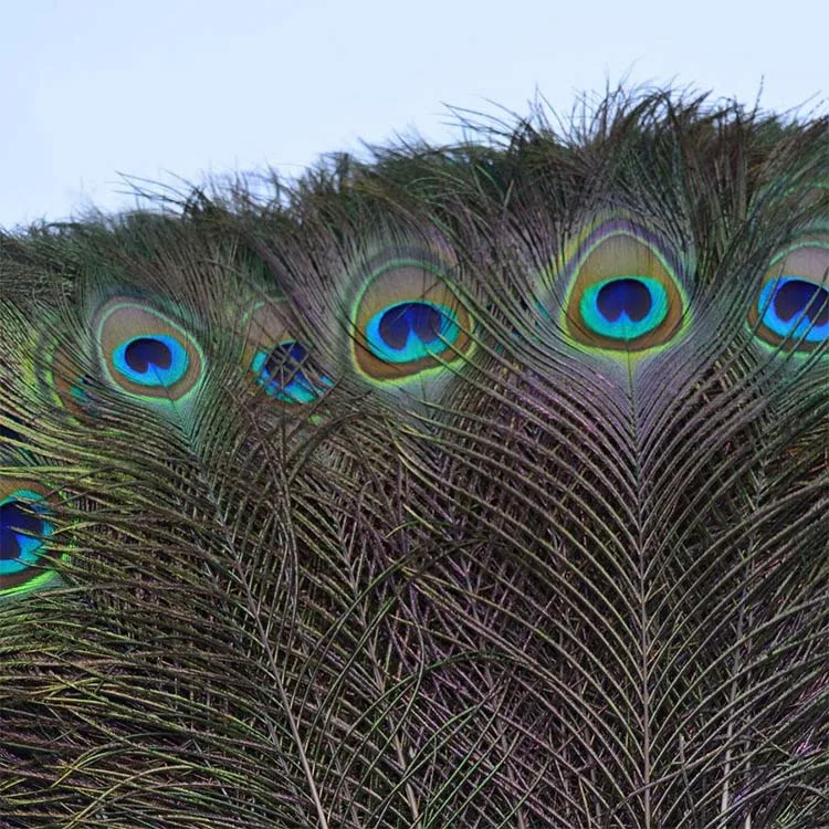 
Real Natural Wholesale Cheap Peacock Feather for sale 