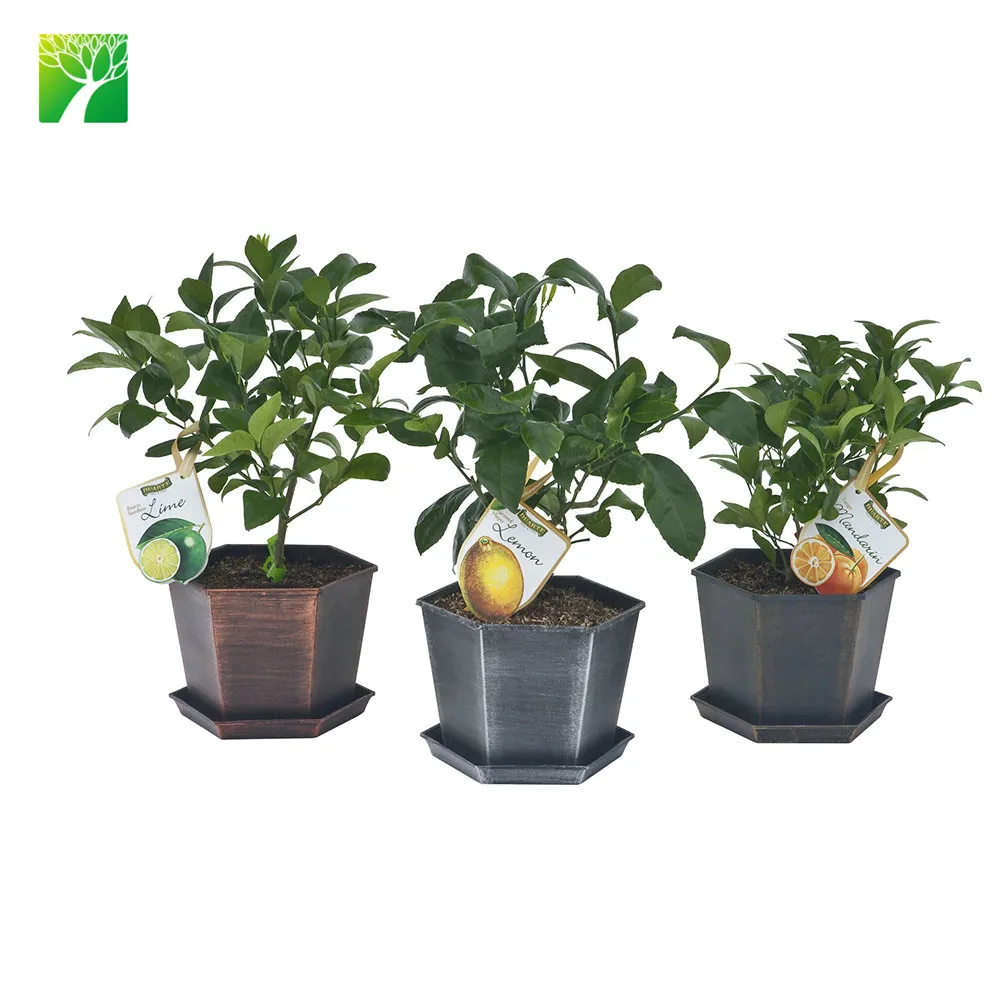 Колонковая форма, белый цветок, помело, рассады фруктов, цитрусовый Райский