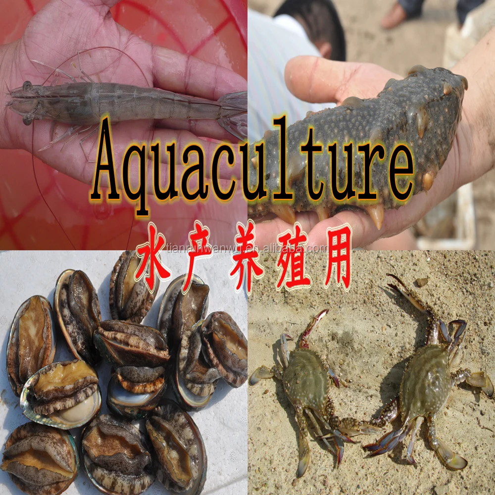 Коагуланы bacillus, формирующие молочную кислоту