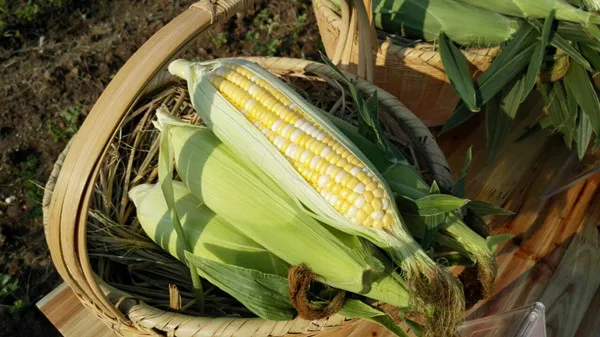 
Suntoday Newest High yiled yellow hybrid sweet corn seed 1kg/bag 