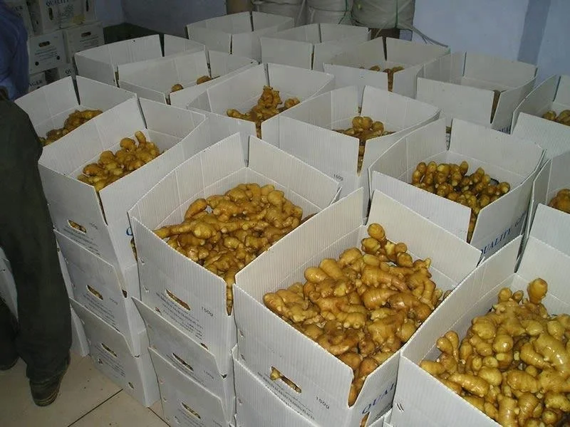 
Fresh Ginger Seller in China- Lowest Price with Good Quality 